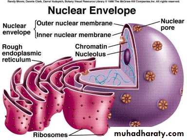 Nucleus