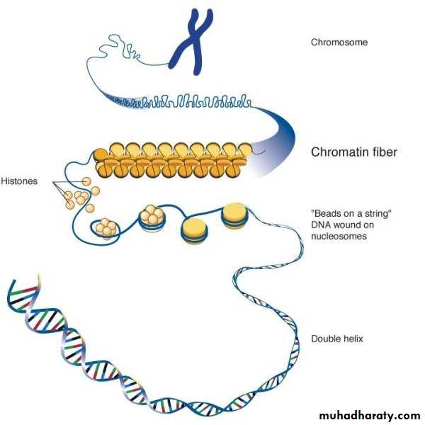 Nucleus