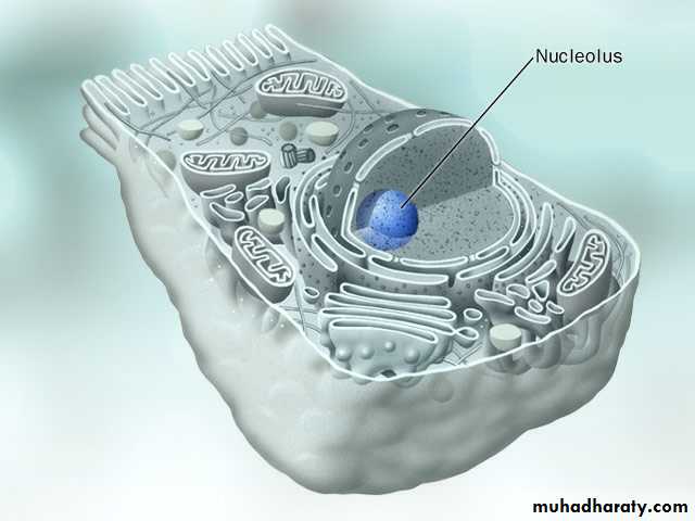 Nucleus