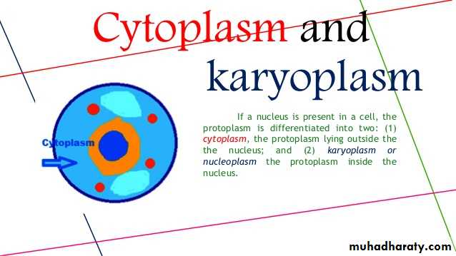 Protoplasm