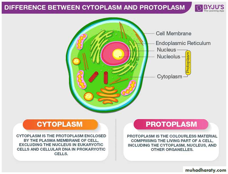 Protoplasm