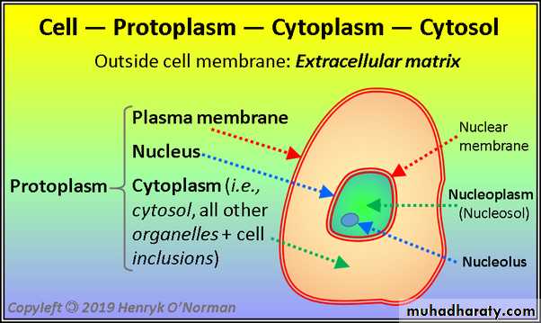 Protoplasm