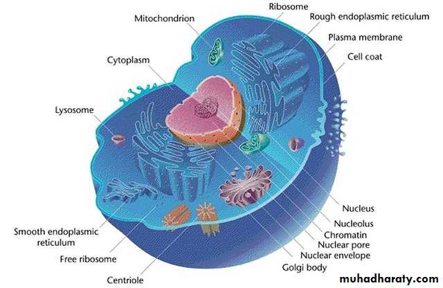 Protoplasm