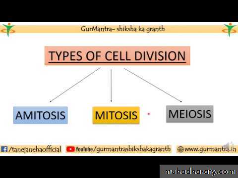 Cell cycle and division