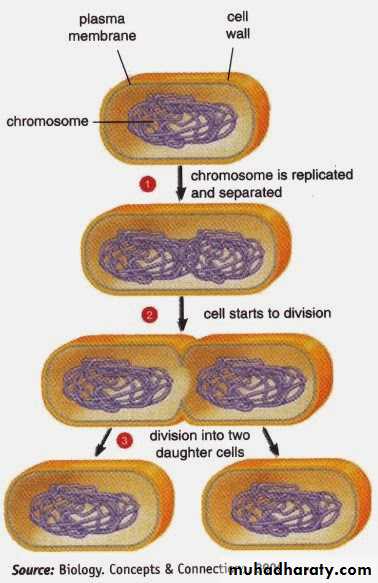 Cell cycle and division
