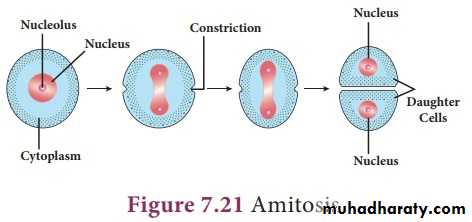 Cell cycle and division