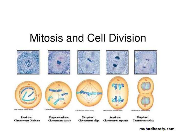 Cell cycle and division
