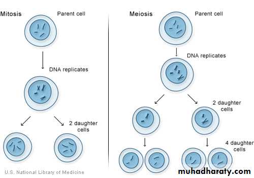 Cell cycle and division
