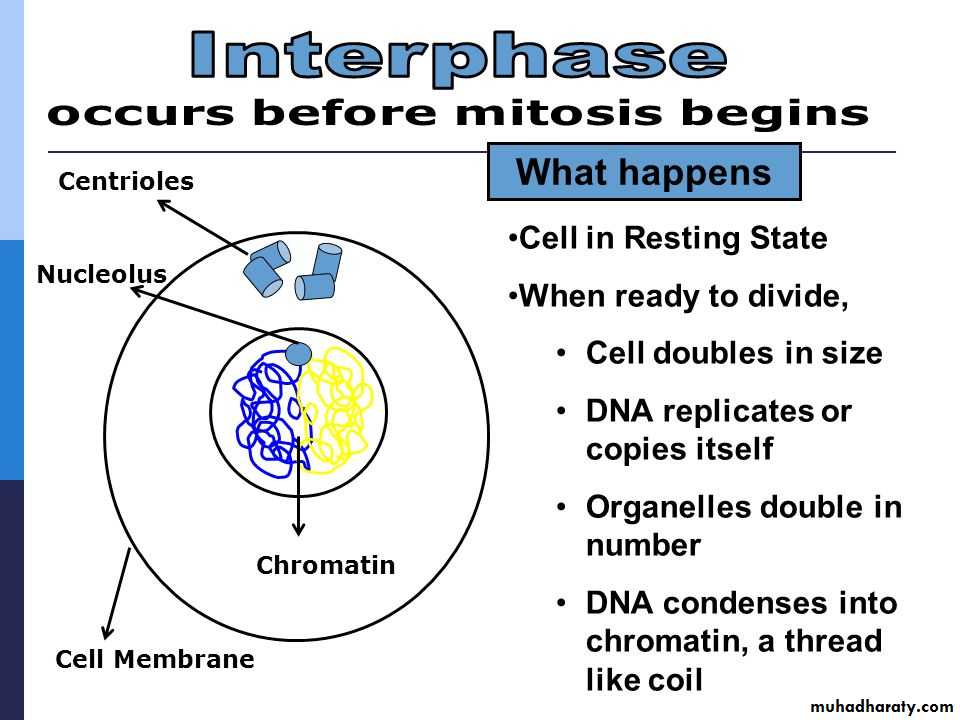 Cell cycle and division