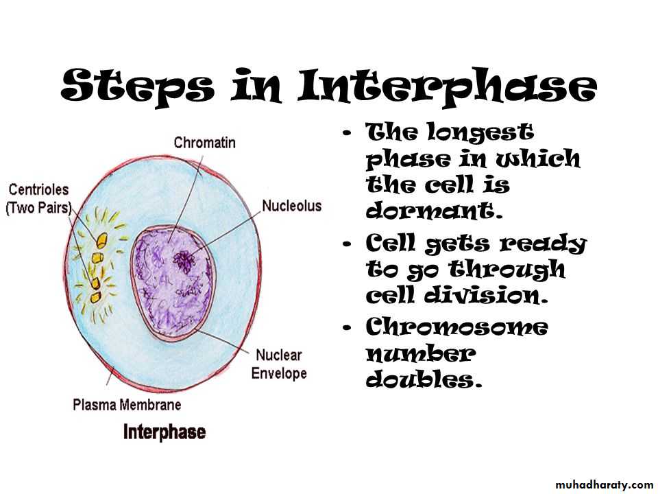 Cell cycle and division