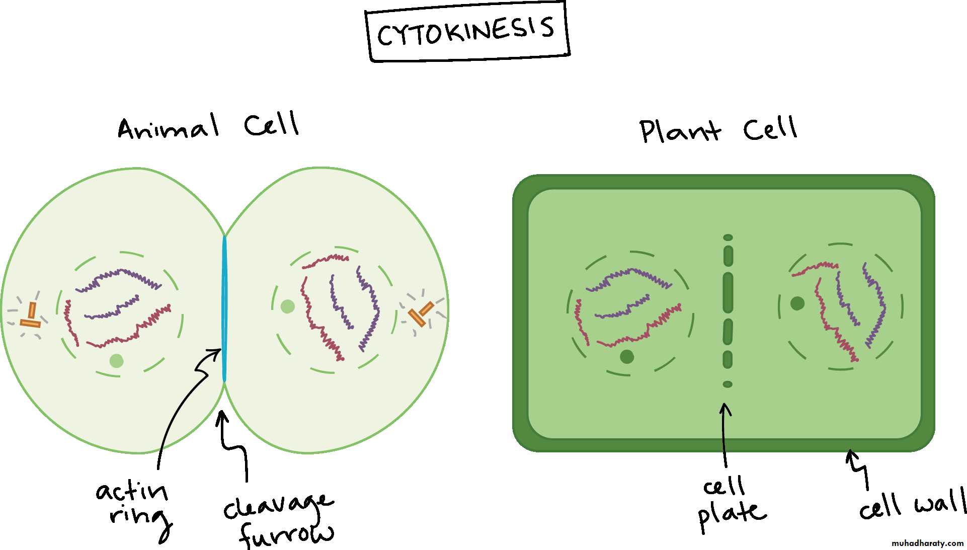 Cell cycle and division