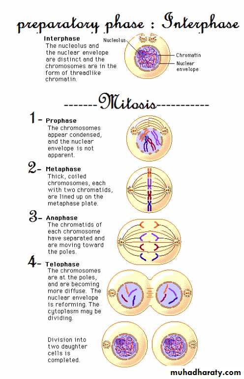 Cell cycle and division