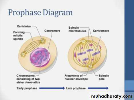 Cell cycle and division