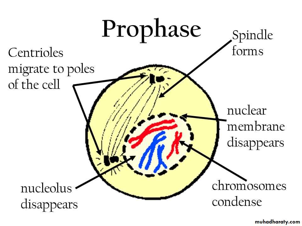 Cell cycle and division