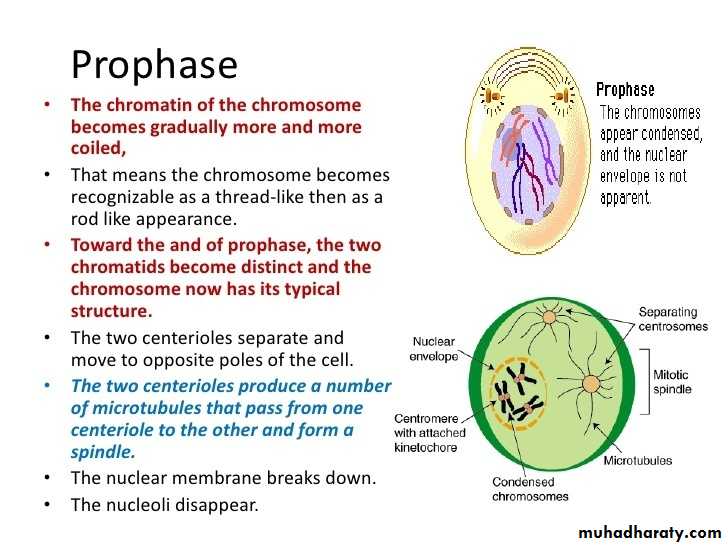 Cell cycle and division