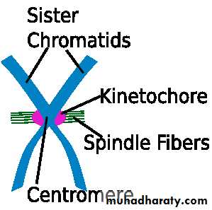 Cell cycle and division