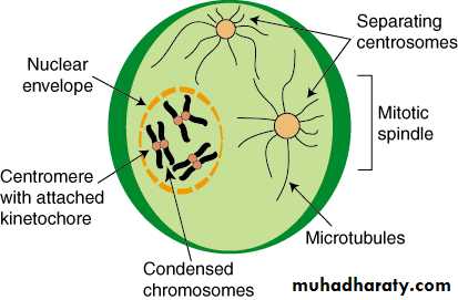 Cell cycle and division