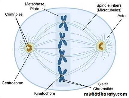 Cell cycle and division