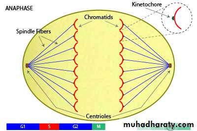 Cell cycle and division