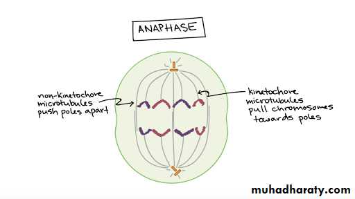 Cell cycle and division