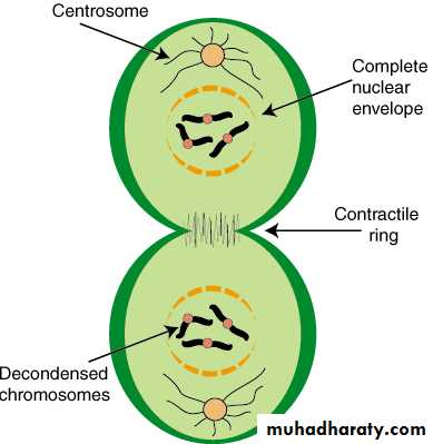 Cell cycle and division