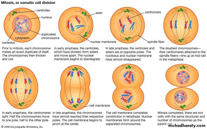 Cell cycle and division