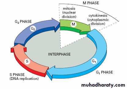 Cell cycle and division