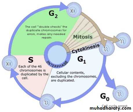 Cell cycle and division