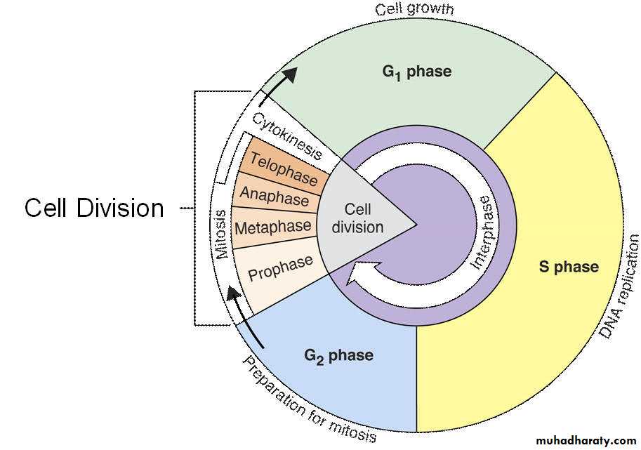 Cell cycle and division