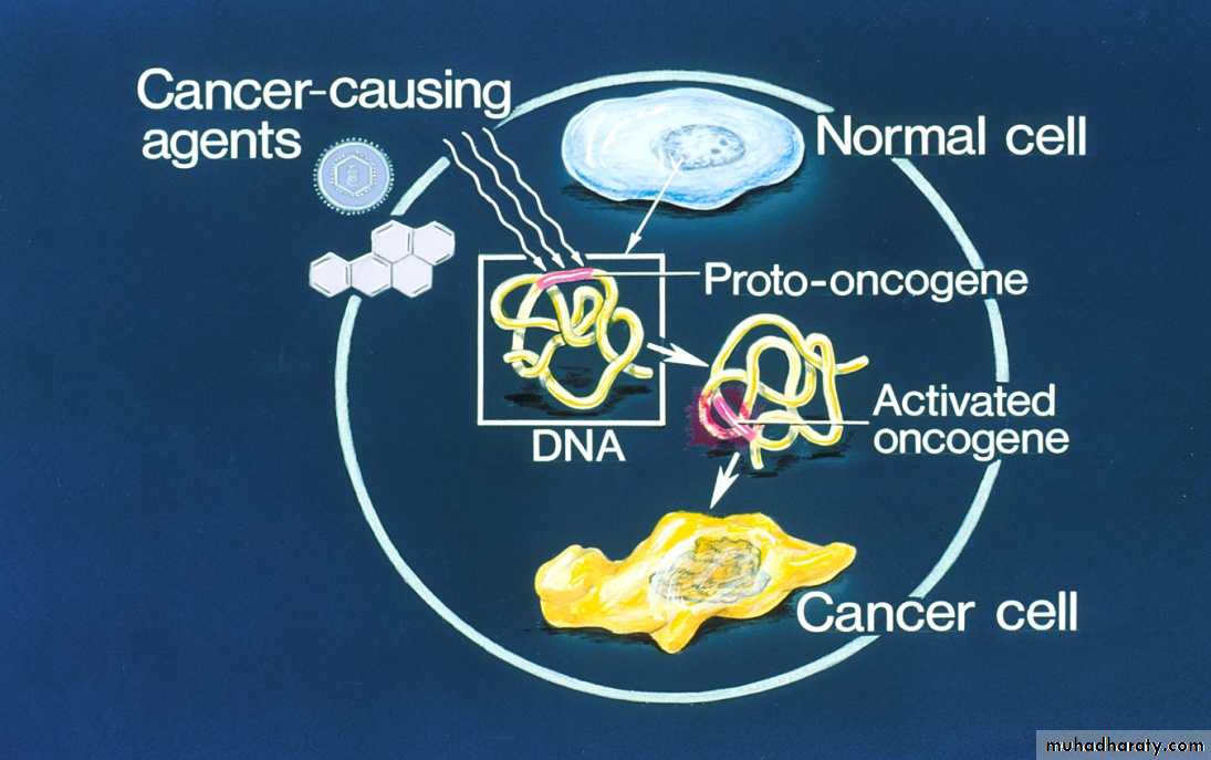 Cell cycle and division