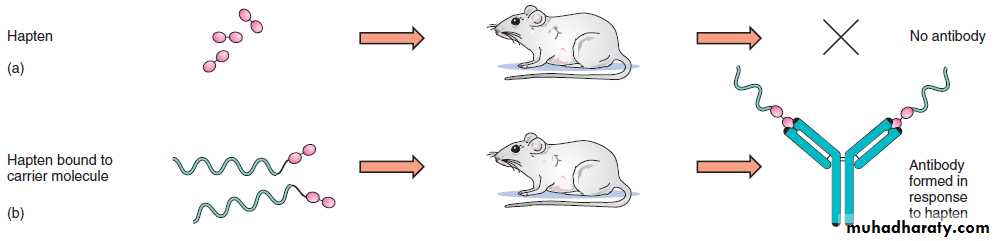 Disorders in Immunity