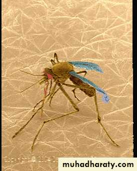 Disorders in Immunity