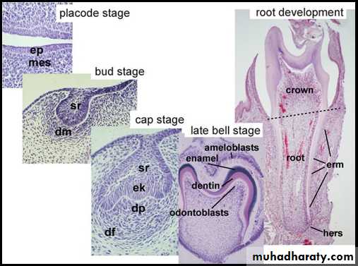Development of dental occlusion