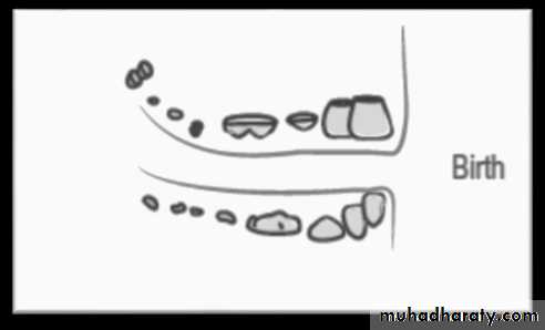 Development of dental occlusion