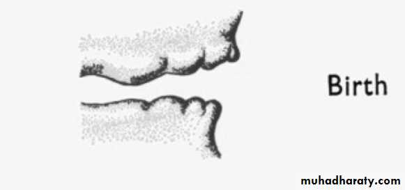 Development of dental occlusion