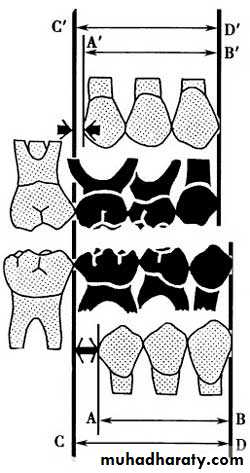 Development of dental occlusion