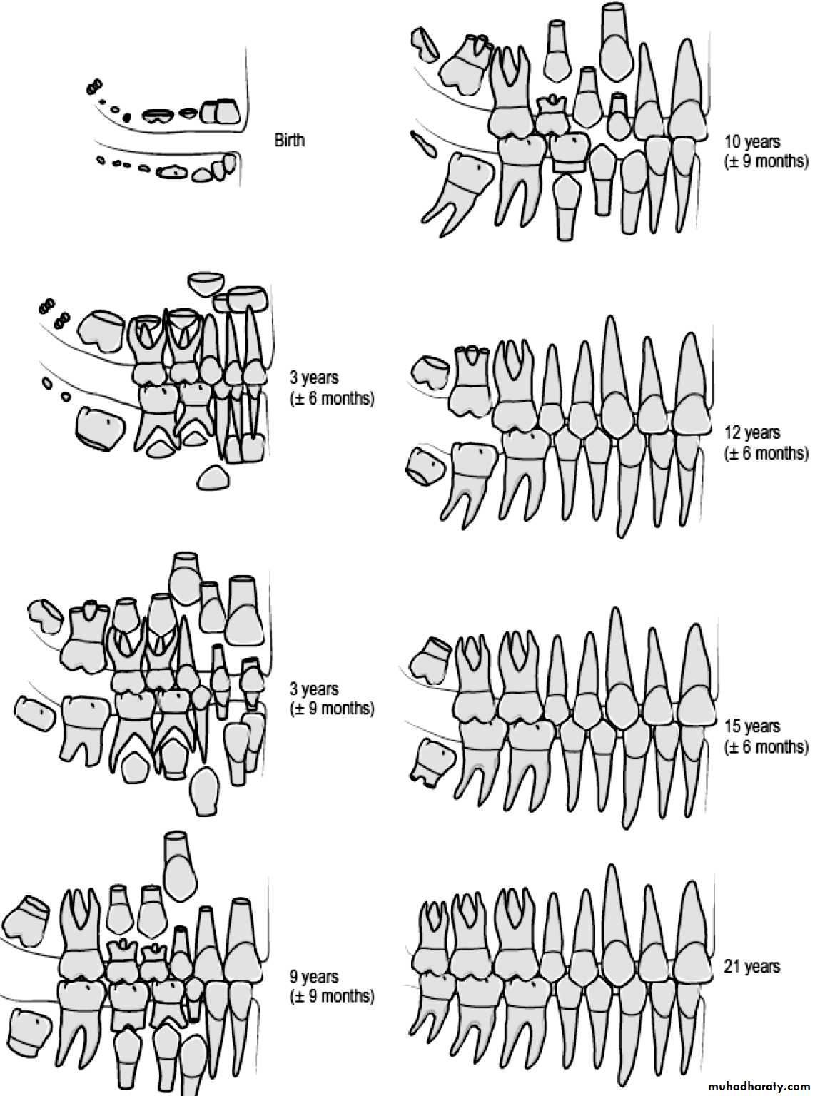 Development of dental occlusion