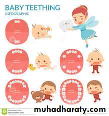 Development of dental occlusion