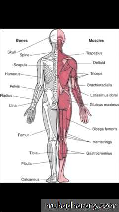Introduction to Rheumatology