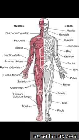Introduction to Rheumatology