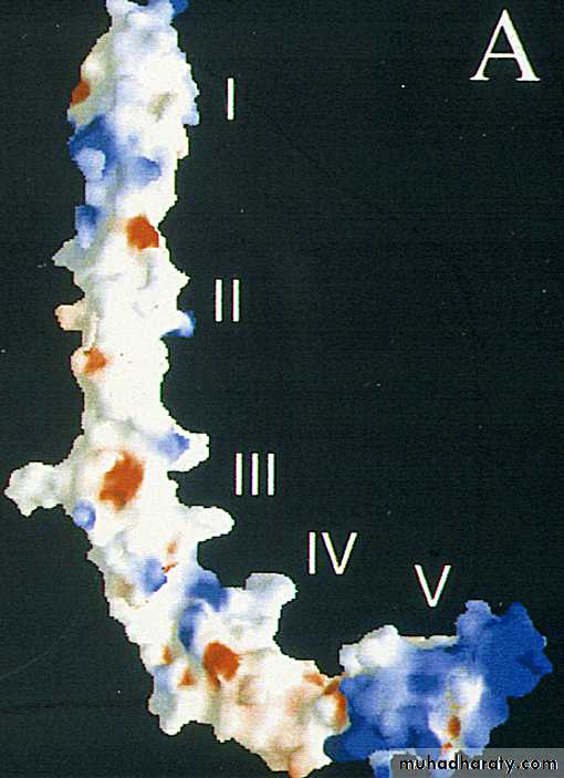 Antiphospholipid Syndrome