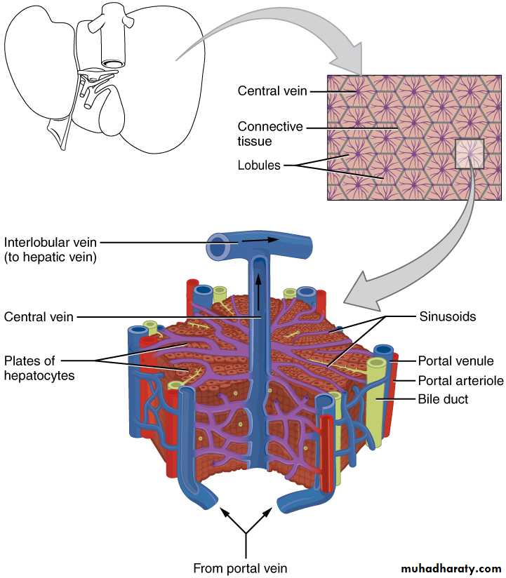 Liver and Biliary Diseases