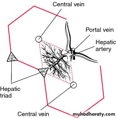 Liver and Biliary Diseases