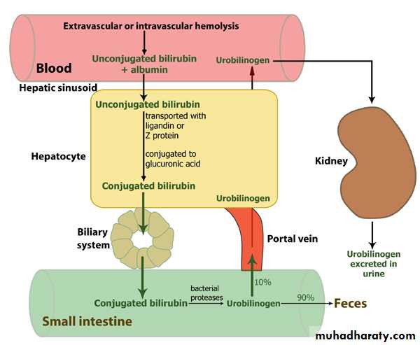 Liver and Biliary Diseases
