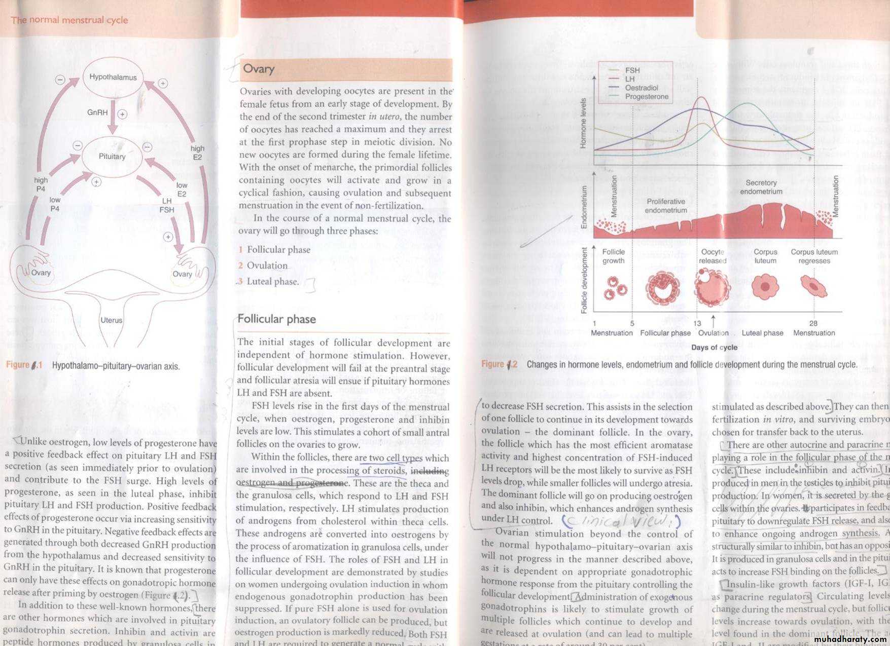 Normal Menstrual cycle
