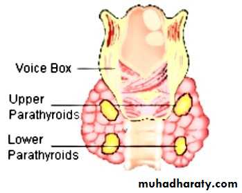Thyroid Gland