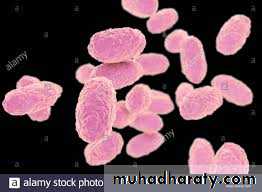 Pertussis