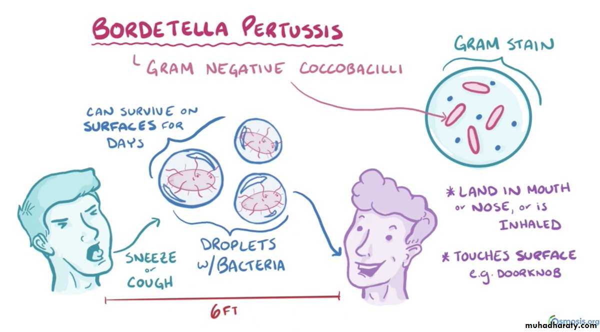 Pertussis