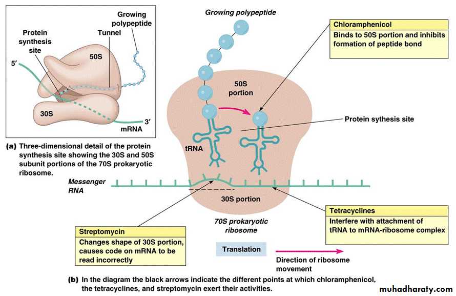 Antibiotics. Part 1