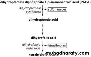 Antibiotics. Part 1